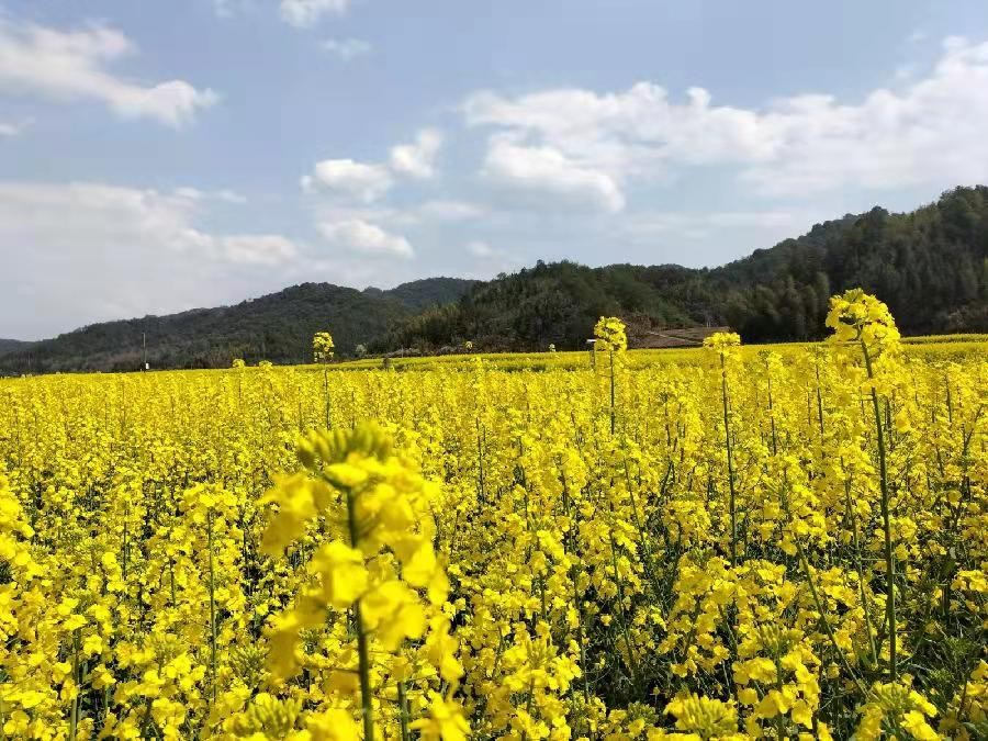 【九江文学社:北京头条】《醉人的油菜花组诗》文/王述成(图7)
