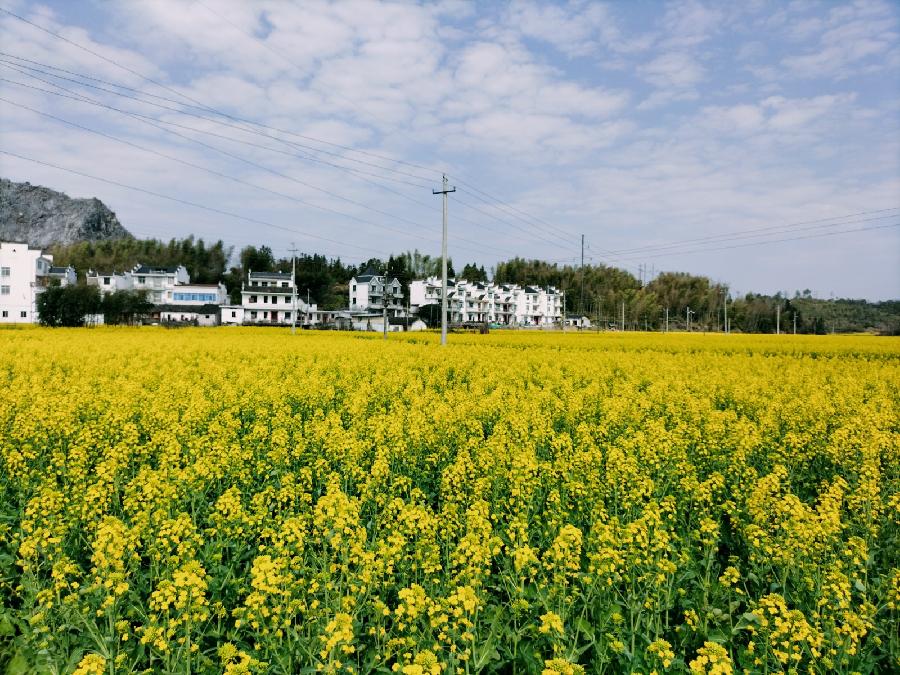 【九江文学社:北京头条】《醉人的油菜花组诗》文/王述成(图11)