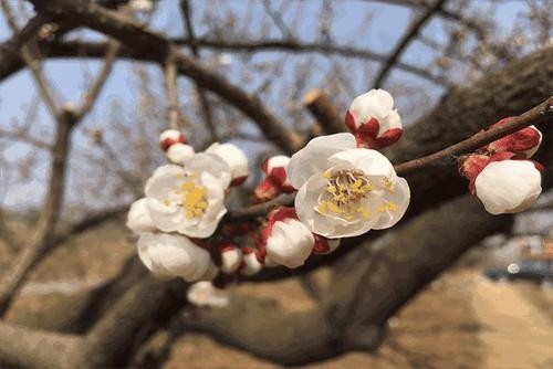 【潇湘文学社】潇湘陶菊诗社《杏花》(总298期)(图7)