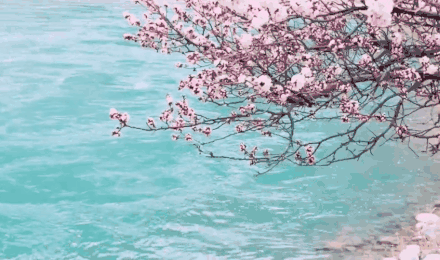 【潇湘文学社】潇湘陶菊诗社《杏花》(总298期)(图8)