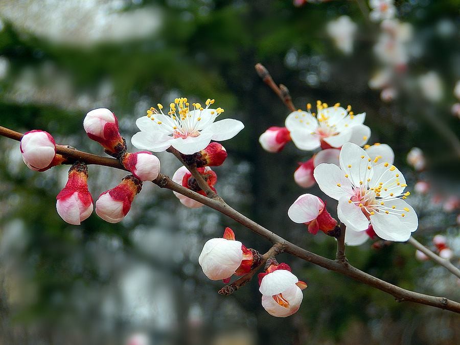 【潇湘文学社】潇湘陶菊诗社《杏花》(总298期)(图19)