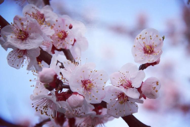 【潇湘文学社】潇湘陶菊诗社《杏花》(总298期)(图17)