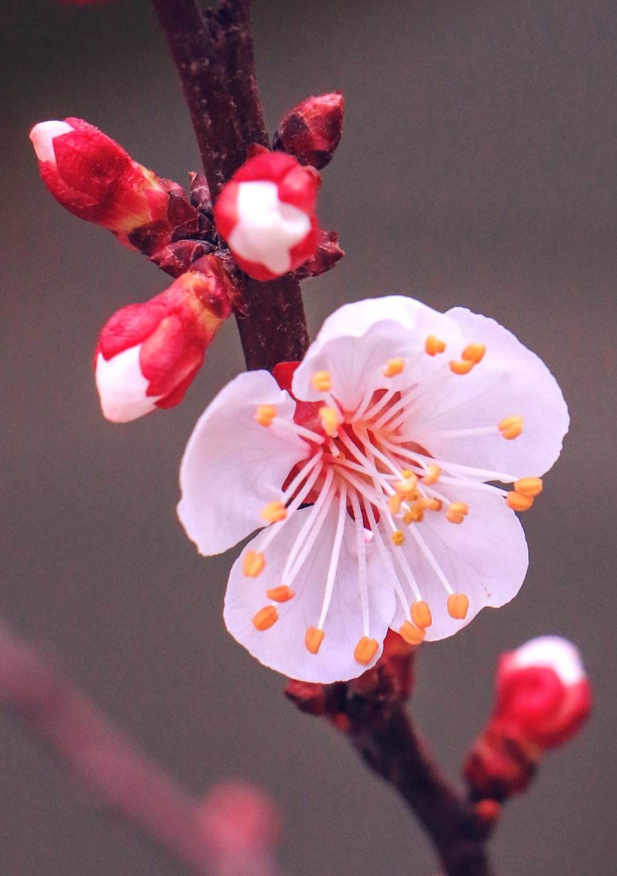 【潇湘文学社】潇湘陶菊诗社《杏花》(总298期)(图21)