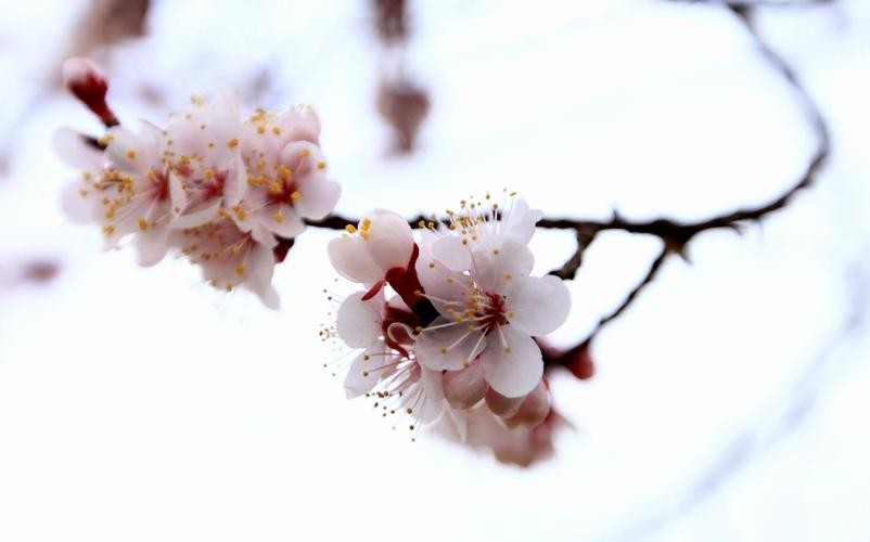 【潇湘文学社】潇湘陶菊诗社《杏花》(总298期)(图31)