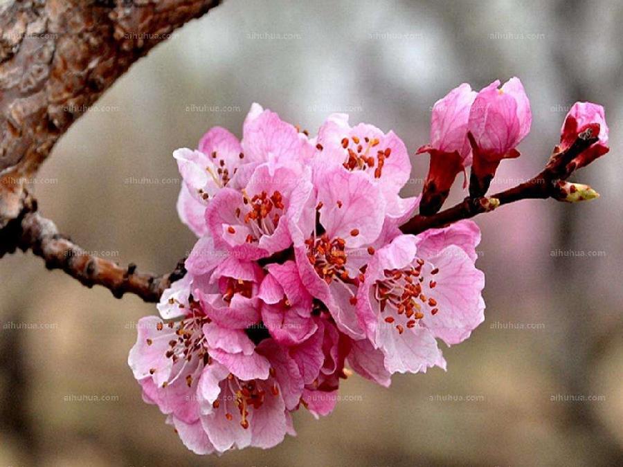 【潇湘文学社】潇湘陶菊诗社《杏花》(总298期)(图27)