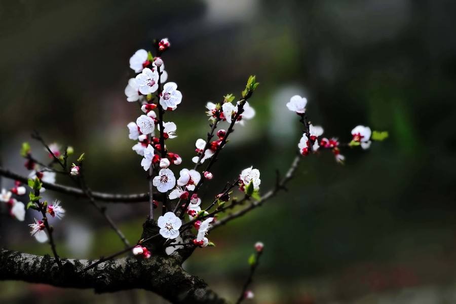 【潇湘文学社】潇湘陶菊诗社《杏花》(总298期)(图28)
