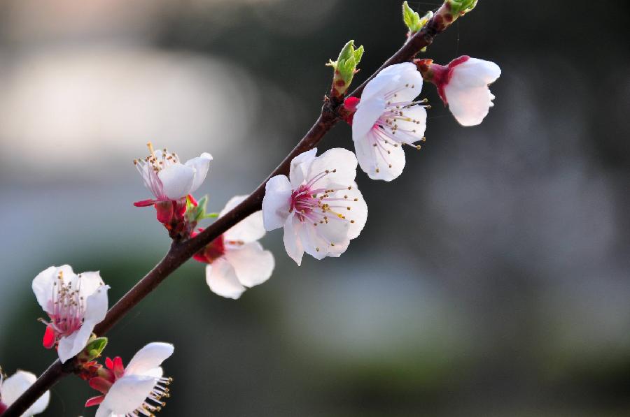 【潇湘文学社】潇湘陶菊诗社《杏花》(总298期)(图32)
