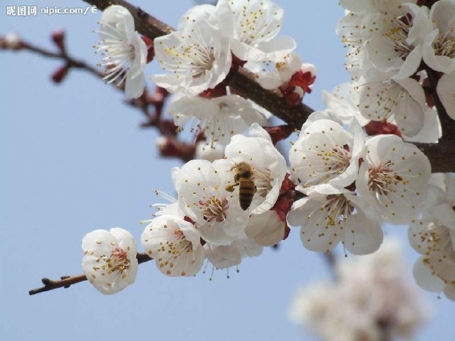 【潇湘文学社】潇湘陶菊诗社《杏花》(总298期)(图33)