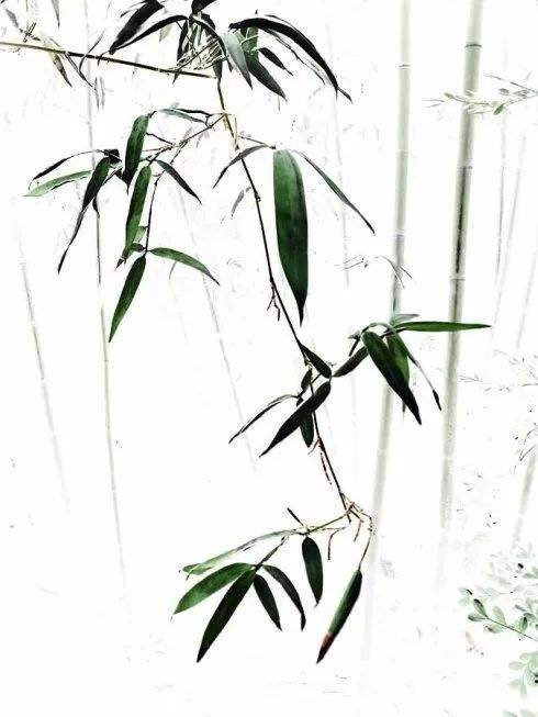 听•梅竹心语 作者:蔺峰〔甘肃兰州〕【冰心文化传媒】(图12)