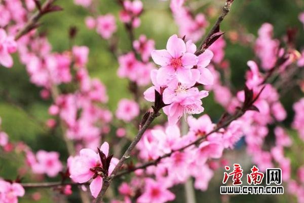 万事皆如意老师诗词专辑欣赏，金牌主播：静远，编辑:宋梅【中国长江文学社】有声文学平台第3539期（图3）