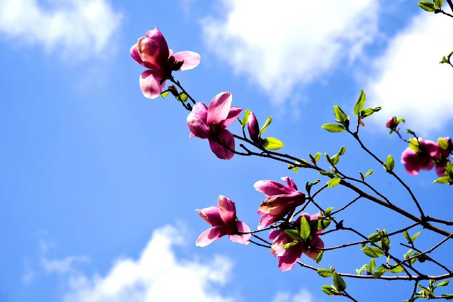 《花朝清韵》第三十四期《十堰三月好风光》（图2）