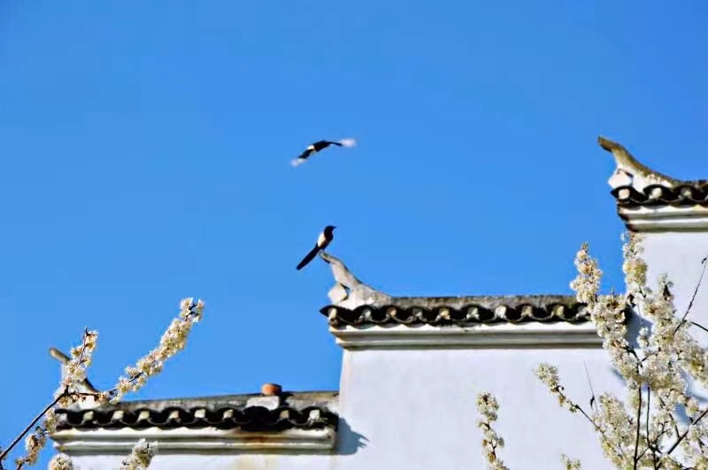《花朝清韵》第三十四期《十堰三月好风光》（图9）