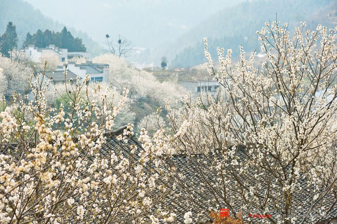 《花朝清韵》第三十四期《十堰三月好风光》（图5）