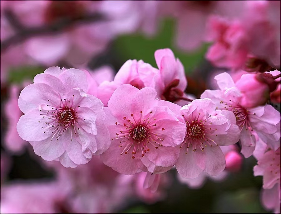 推荐【神州源流诗苑】总第596期[优秀近体诗]周刊（图7）
