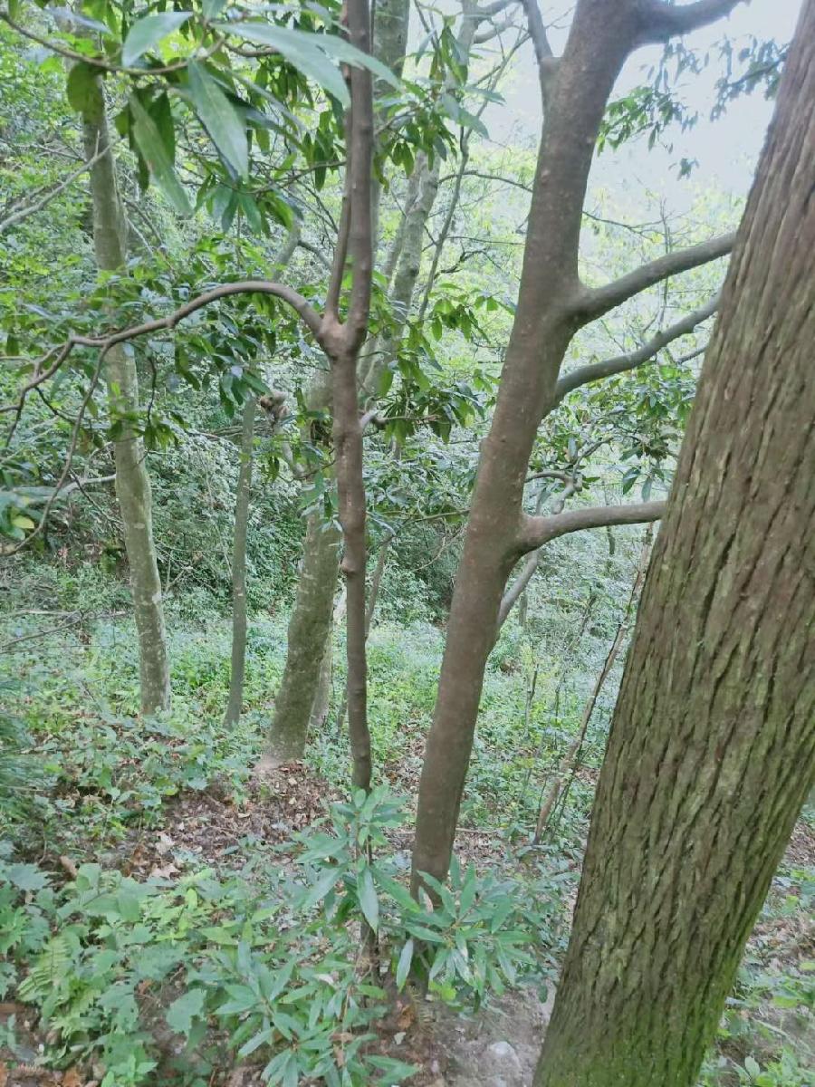 【九江文学社:北京头条】痛掉东航737空难同胞,祈愿逝者安息,一路走好!🙏🙏🙏(图13)
