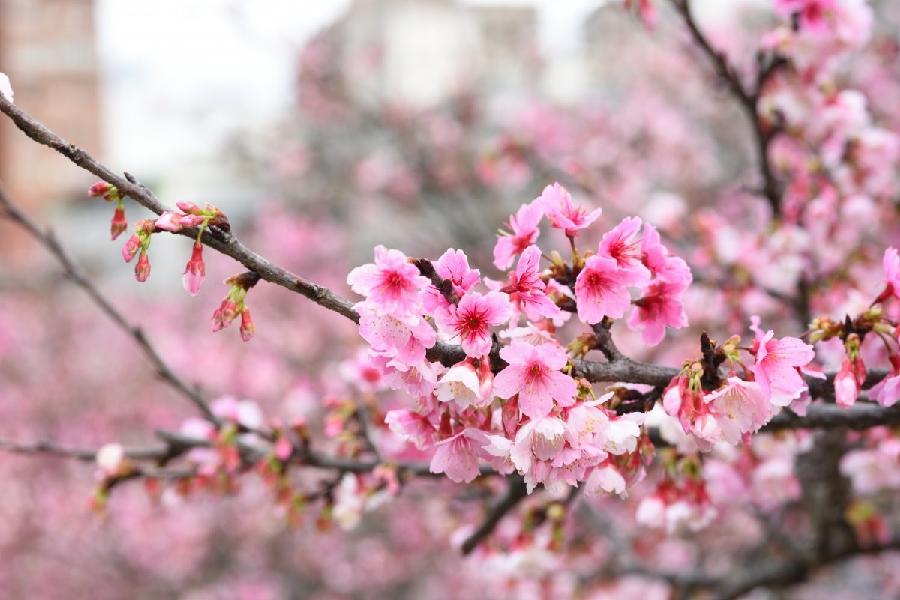 《那令人心动的樱花》作：甘露；主播：清山；编辑宋梅【中国长江文学社】有声文学平台第3538期（图6）