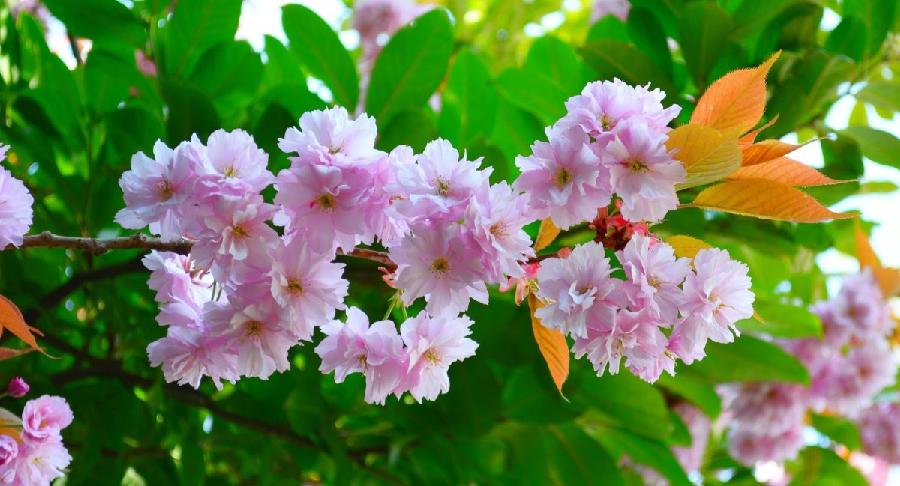 《那令人心动的樱花》作：甘露；主播：清山；编辑宋梅【中国长江文学社】有声文学平台第3538期（图4）