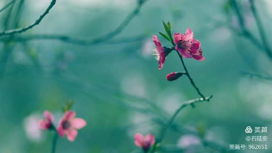 菟丝子老师诗词专辑欣赏，编辑:宋梅【中国长江文学社】有声文学平台第3540期（图6）