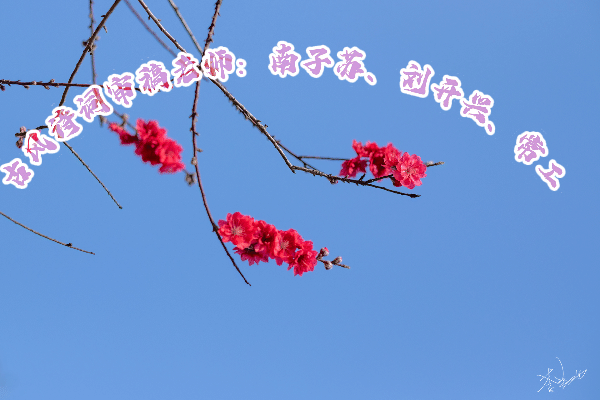 菟丝子老师诗词专辑欣赏，编辑:宋梅【中国长江文学社】有声文学平台第3540期（图2）