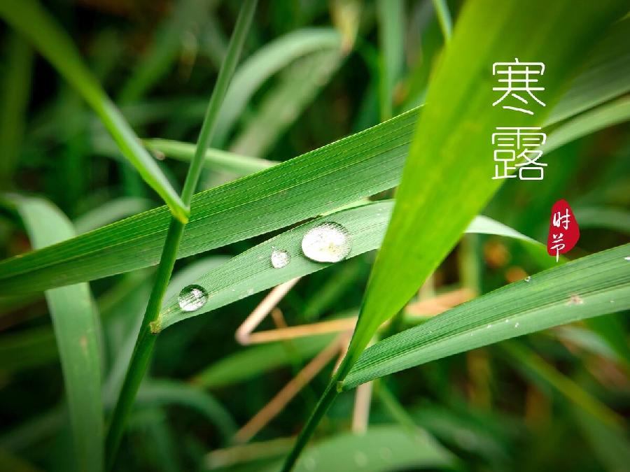 【新诗大观】寒露（外三首）||文/张道发