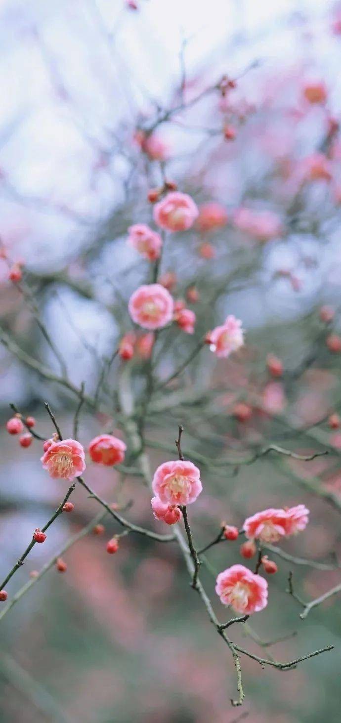 《 庚子春日吟》九咏，作者：南子苏;主播：月儿，编辑宋梅【中国长江文学社】有声文学平台第3541期（图4）