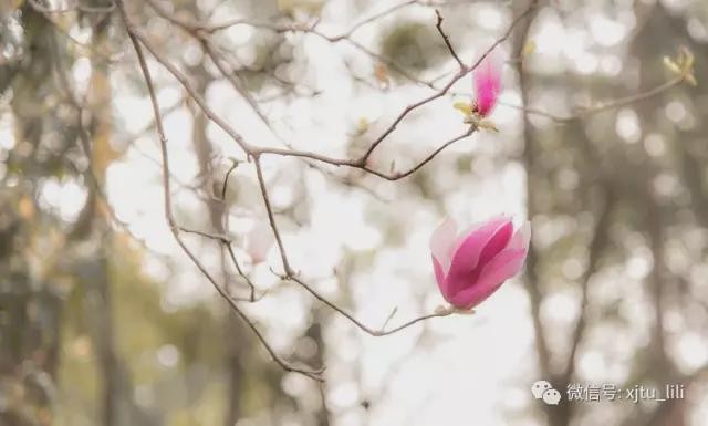 《 庚子春日吟》九咏，作者：南子苏;主播：月儿，编辑宋梅【中国长江文学社】有声文学平台第3541期（图8）