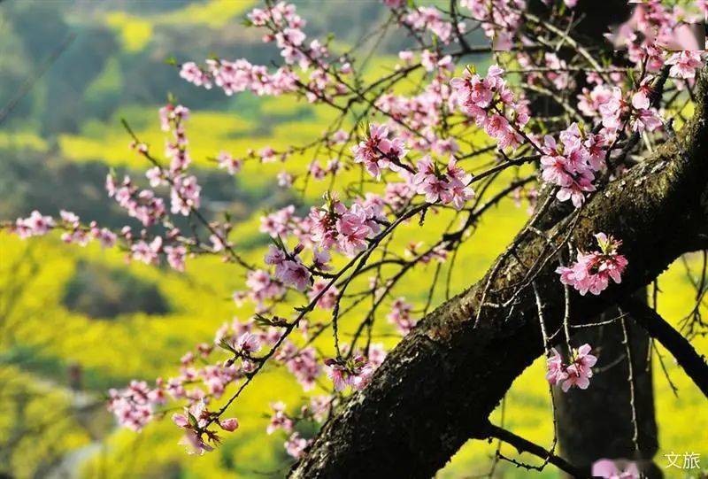《 庚子春日吟》九咏，作者：南子苏;主播：月儿，编辑宋梅【中国长江文学社】有声文学平台第3541期（图9）