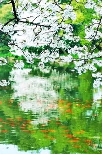 《 庚子春日吟》九咏，作者：南子苏;主播：月儿，编辑宋梅【中国长江文学社】有声文学平台第3541期（图12）