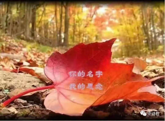 【雅诗总会】精品★《江南风诗刊》三社看图写诗(图4)