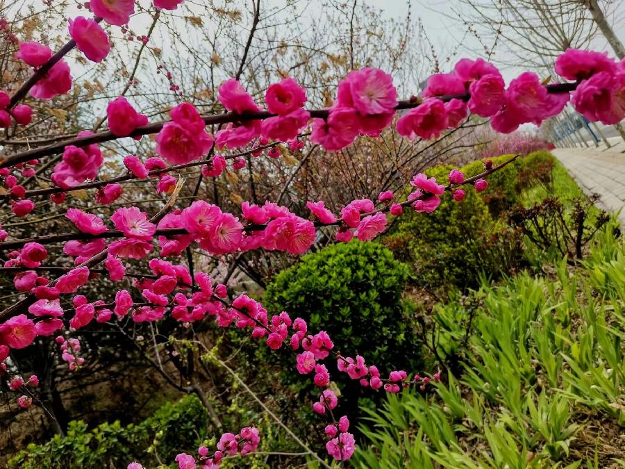 紫荆花开（图3）