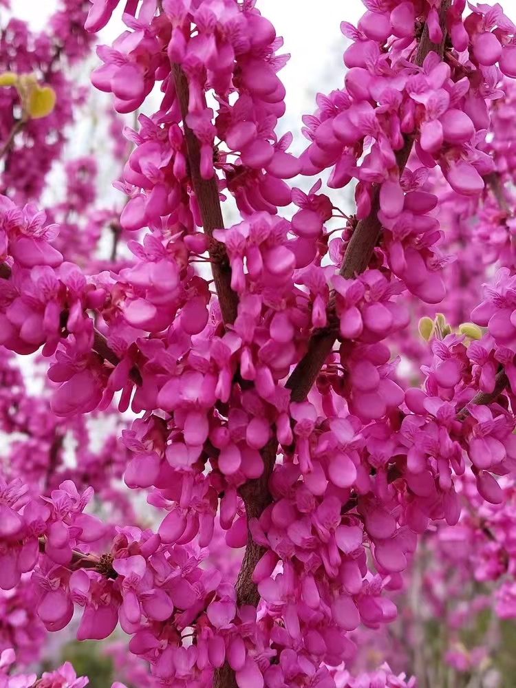 紫荆花开（图2）