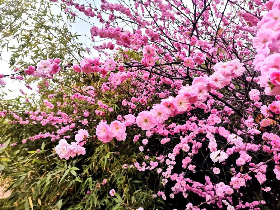 紫荆花开（图4）