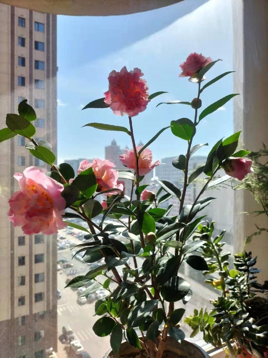 春色在人间 红霞(辽宁)京津沪头条文学平台发布