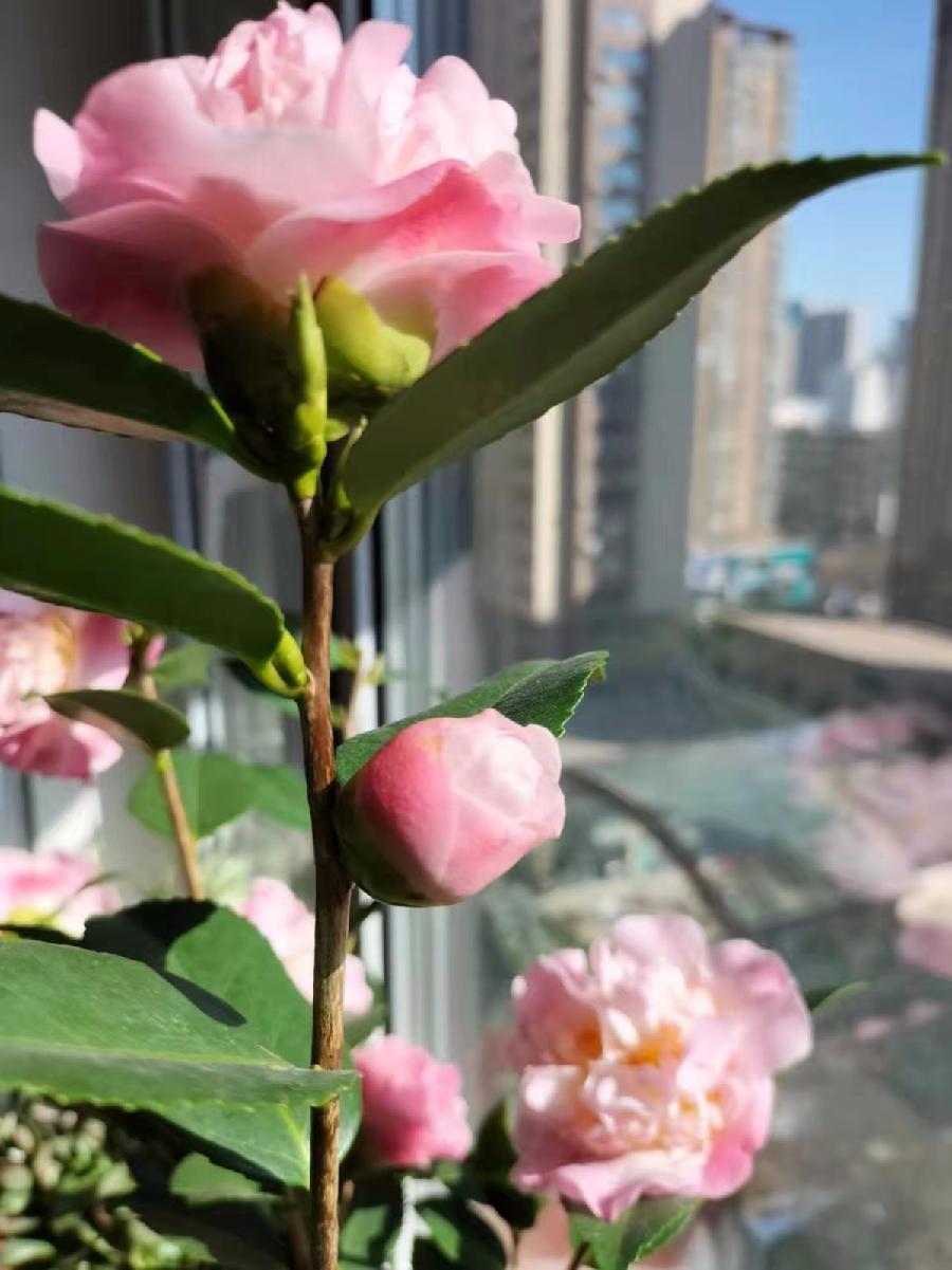 春色在人间 红霞(辽宁)京津沪头条文学平台发布(图2)
