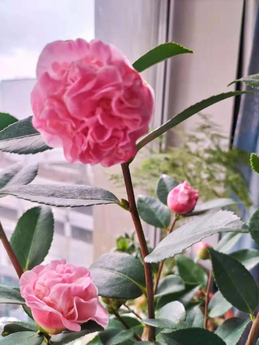 春色在人间 红霞(辽宁)京津沪头条文学平台发布(图4)