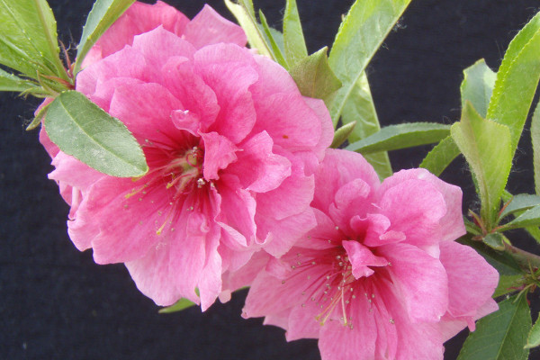 荐赏【神州源流诗苑】总第597期[优秀现代诗]（含其他）周刊