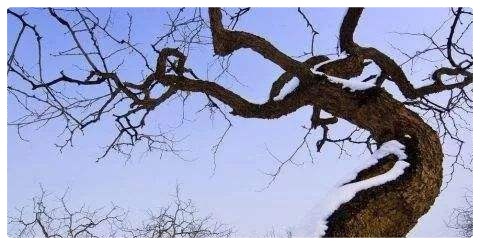 当代诗人桑恒昌诗歌集锦ll寻找那棵枣树(外一首)ll诵读 胡霞(图5)