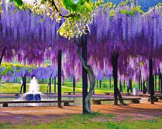 【经典】昨夜天//回眸 紫藤花开满的老巷（图4）