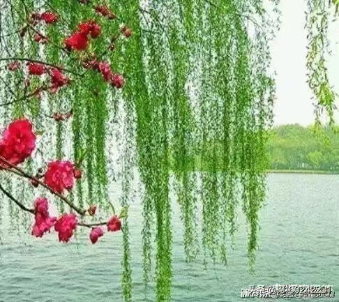 〔诗词小辑〕作者:王新华(河北)【冰心文化传媒】(图7)