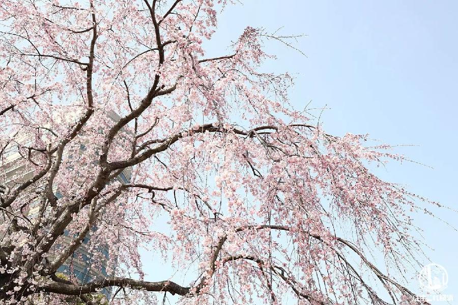 江南诗絮-0511【现代诗苑】(图18)