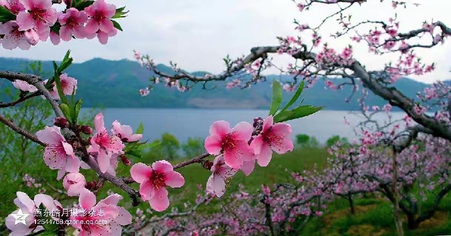 北美翰苑:56期|古诗词合辑|海外头条(图4)