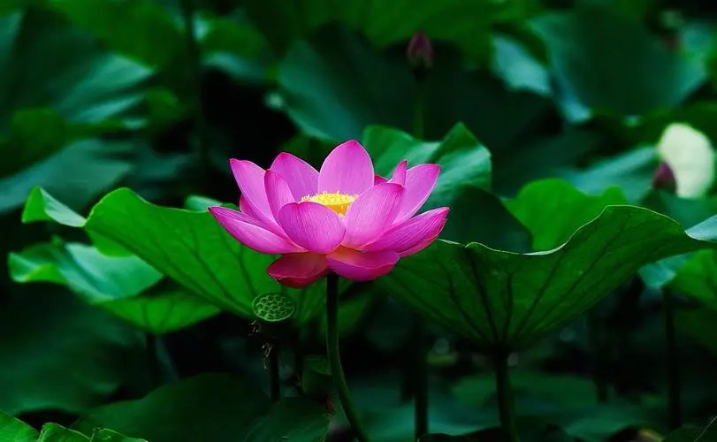 纽约文联网刊：冰花 （Bing Hua）老师现代诗歌三则｜海外头条（图5）