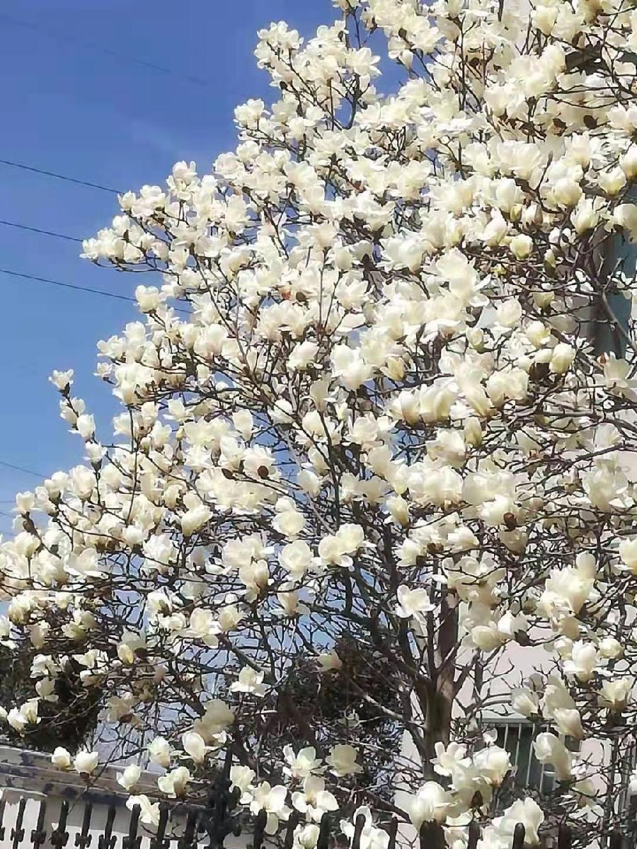 【新山东文学社】《我的诗，挂在春的枝头》作者/苗雅芝 主播/苏宁（图7）