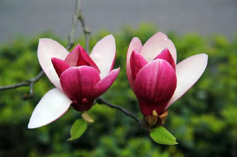 玉兰花开Ⅱ文图/吕锦芳（图5）
