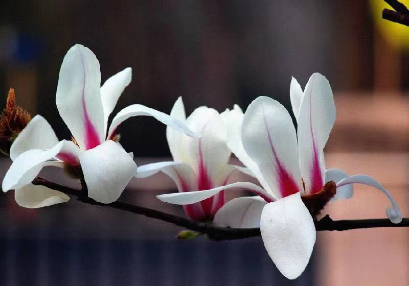 玉兰花开Ⅱ文图/吕锦芳（图3）