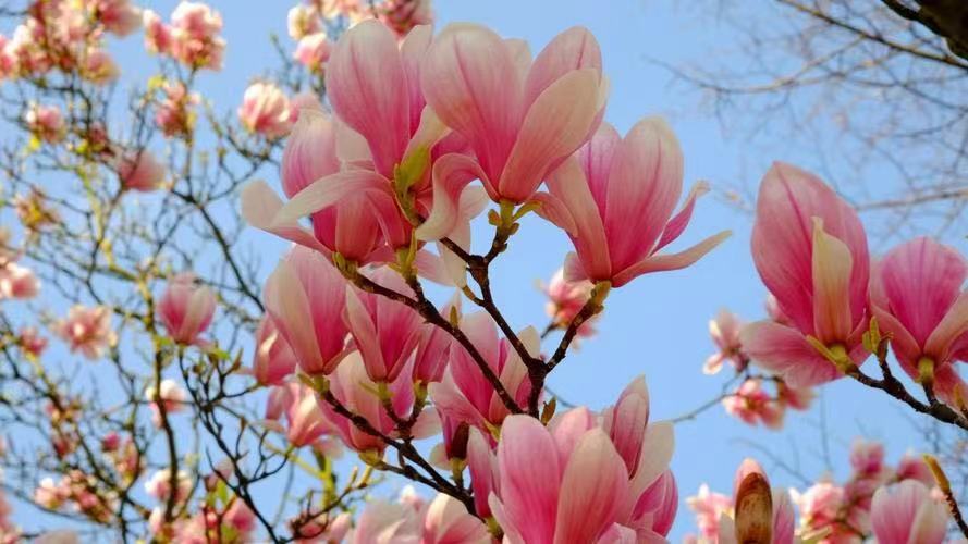 玉兰花开Ⅱ文图/吕锦芳