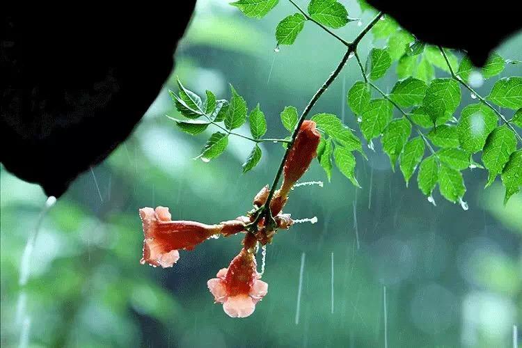 【新山东文学社】《春雨》作者/崖山翁 主播/清风（图3）