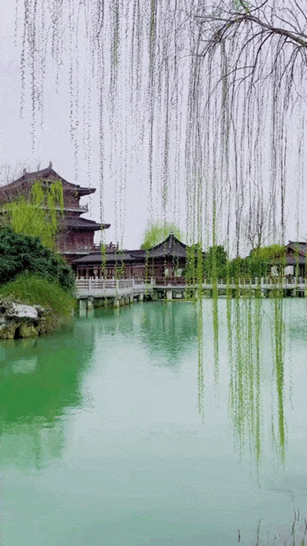 【潇湘文学社】潇湘问梅诗社《嵌“一线春从柳上还”入诗》(总302期)(图7)