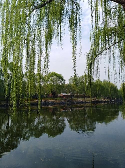 【潇湘文学社】潇湘问梅诗社《嵌“一线春从柳上还”入诗》(总302期)(图12)
