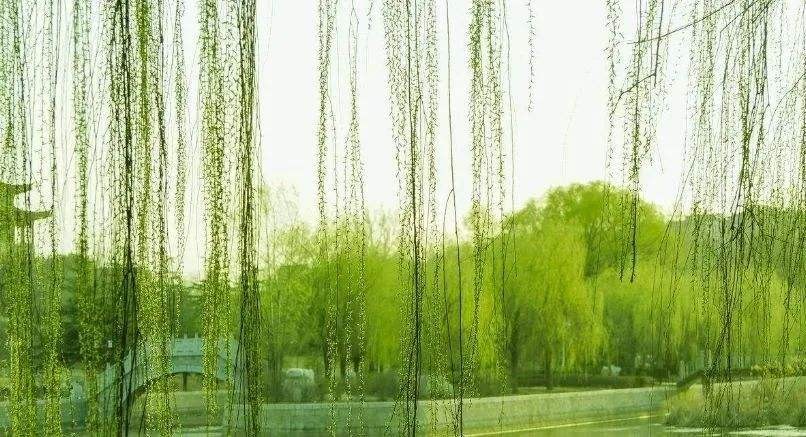 【潇湘文学社】潇湘问梅诗社《嵌“一线春从柳上还”入诗》(总302期)(图17)